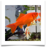Goldfish_Wikipedia1