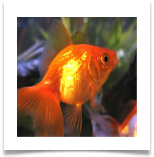 Goldfish_Wikipedia12
