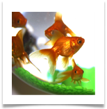 Goldfish_Wikipedia13
