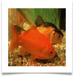 Goldfish_Wikipedia14